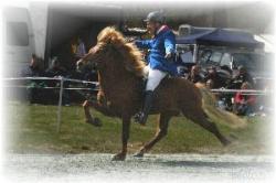 Fakta om Islandshest